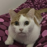 断断
