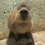 歪歪除
