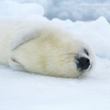 暗夜亡灵☆西门吹水