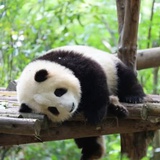 聆雨眠