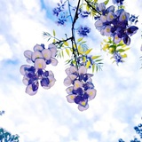 秋阳杲杲