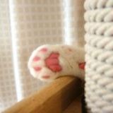 懒猫