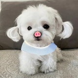 加油桃小葵