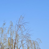糖糖