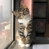 我想养一只猫