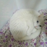 她只是我的妹妹