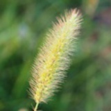 小粘粘