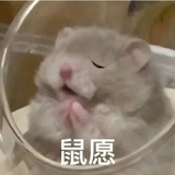 鼠鼠(回归版)