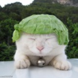 紫仓鼠