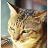 onlycat