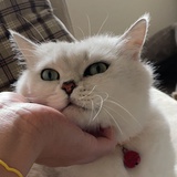 粟人