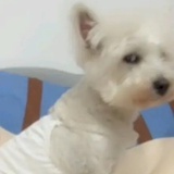 搁浅的鸭