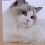 Amelia