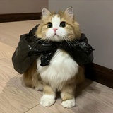 霜序