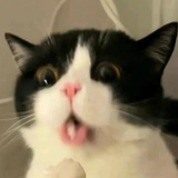 我的猫像你