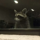 Roc🦝