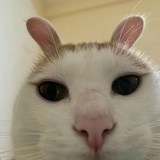 醋拌小云吞