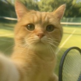 simon