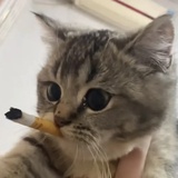 小怪