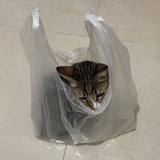 袋装灰仔
