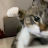 想在你鱼塘游泳