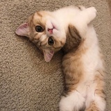 猫咪陡然帐
