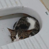 骆驼猫