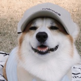 塔邑枯朿