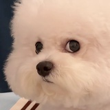 湘南小鼠仙