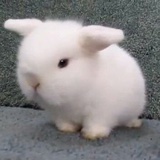 β-狂暴狼