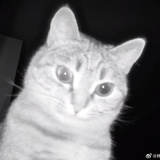 张生面孔