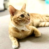 豆友7966334871