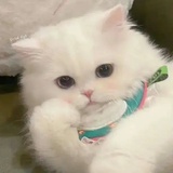 蛮蛮(娇7版