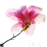米饭花