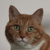 狞猫