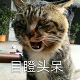红桥猪头