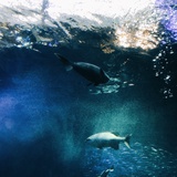 🐬