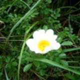 heimo