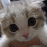 【疯子】小猫