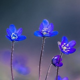 飞鸿