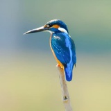 鼓乐