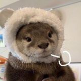 🐨