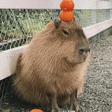 冬阳
