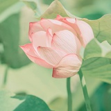 泡澡侠