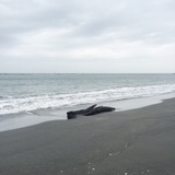 贺贺