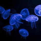 暮霭沉颜