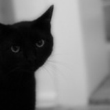 shadowf