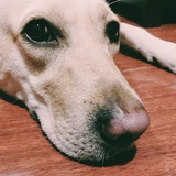 Fiona