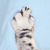 🐈🐈(已黑化)