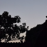 大豆